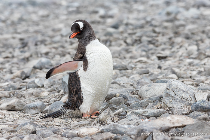 Pingüino Gentoo en la Antártida