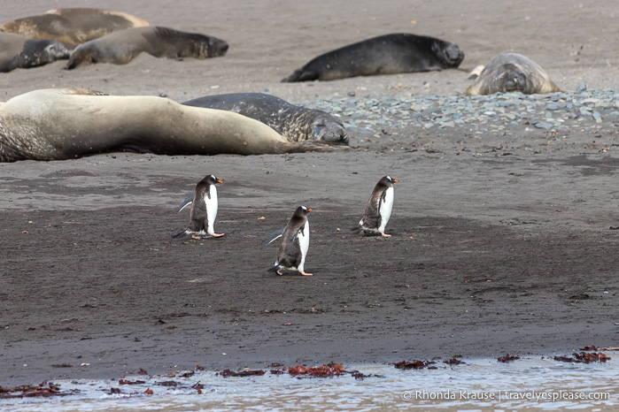 Fauna antártica - pingüinos gentoo y elefantes marinos