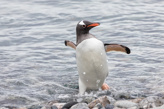 El pingüino Gentoo sale del agua después de nadar