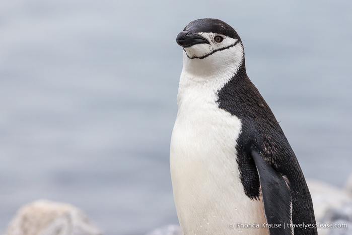 Pingüino de barbijo en la Antártida