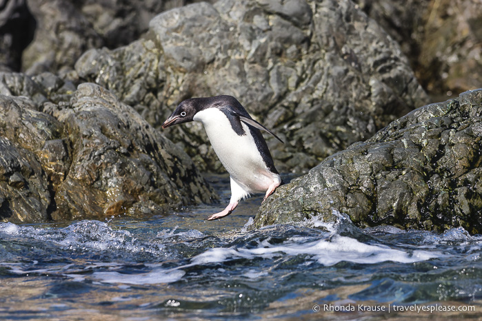 Pingüino Adelia salta al agua