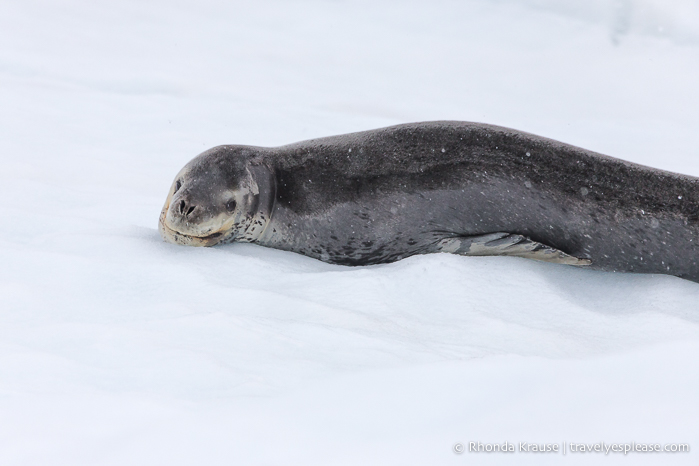 Fauna antártica - foca leopardo