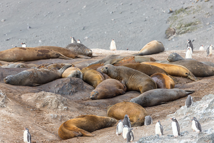 Fauna silvestre en la Antártida - Elefantes marinos y polluelos de pingüinos gentoo