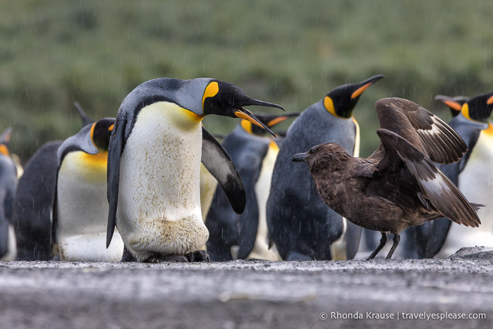 Skua y pingüinos rey en la Antártida