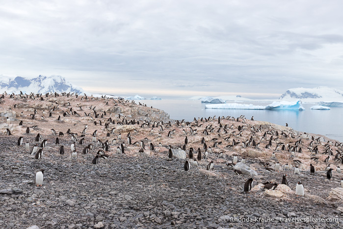 La vida silvestre en la Antártida: una guía para visitantes sobre la vida silvestre antártica