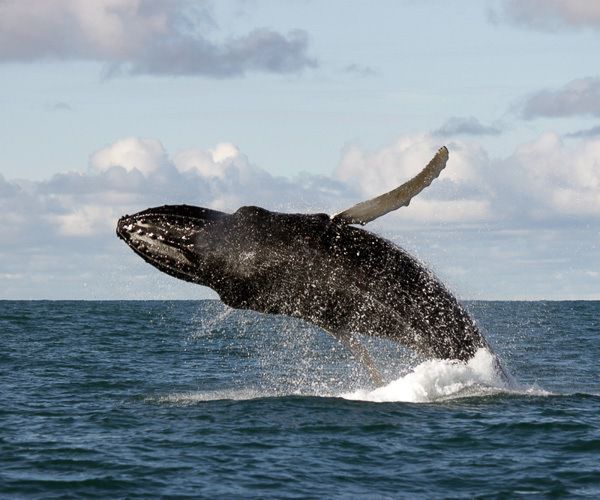 Una ballena jorobada que se rompe durante una gira de observación de ballenas en Islandia
