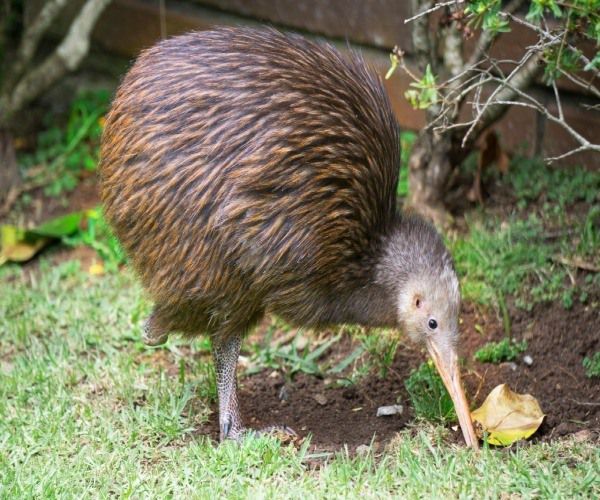 Kiwi en Nueva Zelanda