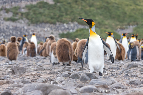 Pingüino rey con la colonia al fondo.