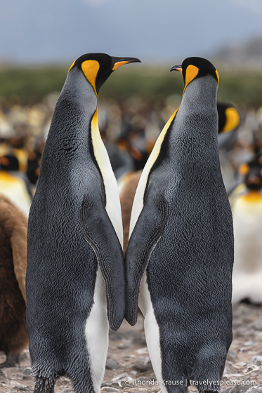 Pareja de pingüinos rey de espaldas a la cámara.