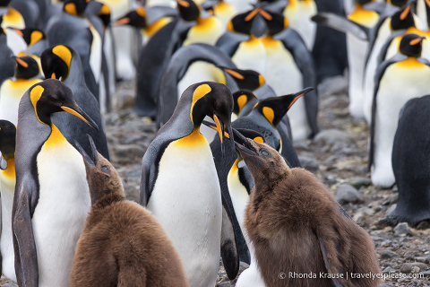Los pingüinos rey alimentan a sus polluelos.