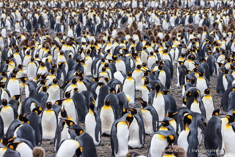 Grupo denso de pingüinos rey en la colonia en la llanura de Salisbury, Georgia del Sur.