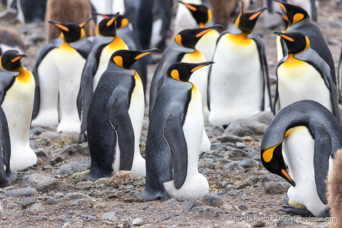 Pingüinos rey incubando huevos debajo de sus bolsas de cría.