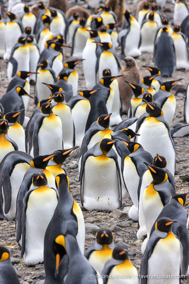Pingüinos rey en la llanura de Salisbury.