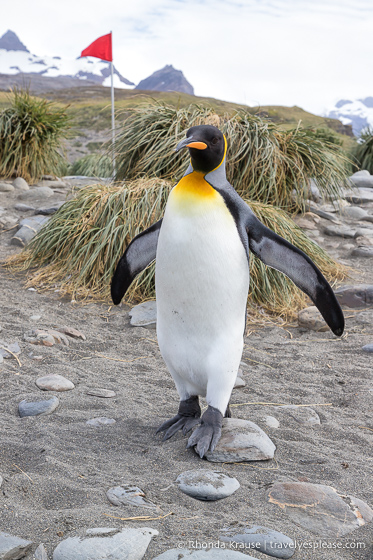 Pingüino rey caminando delante de hierba copetuda.
