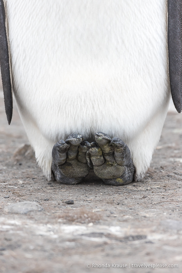 El pingüino rey muestra la planta de sus pies. 