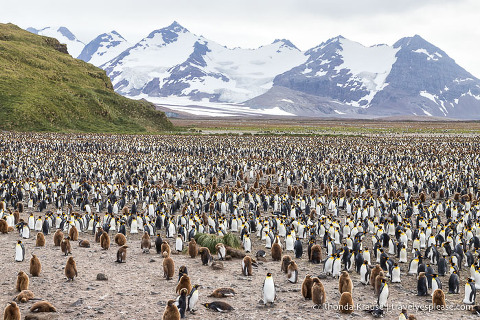 Llanura de Salisbury, Georgia del Sur - Colonia de pingüinos rey respaldada por Grace Glacier.
