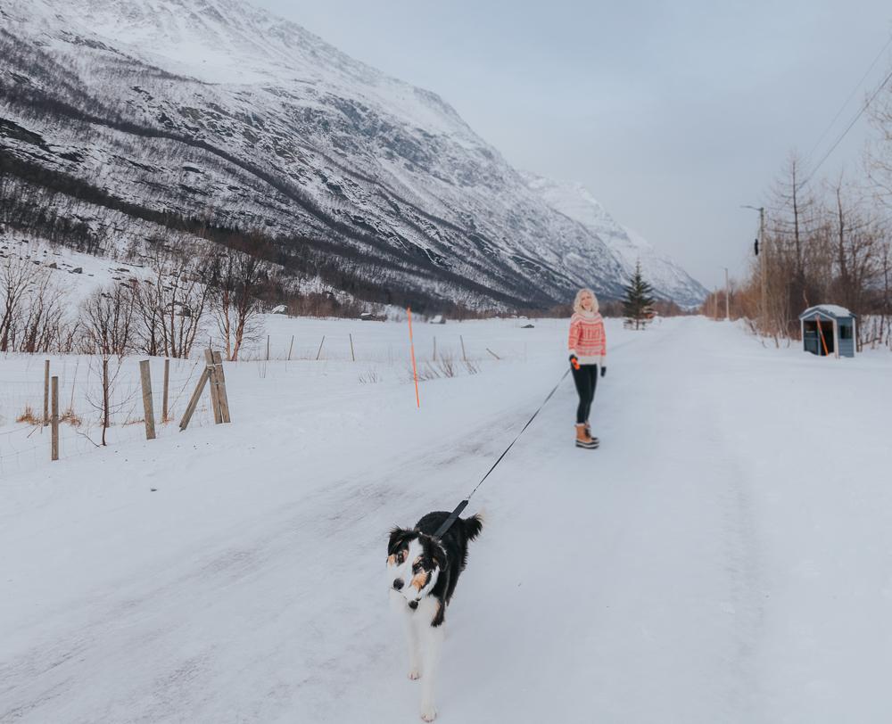 Border Collie Noruega
