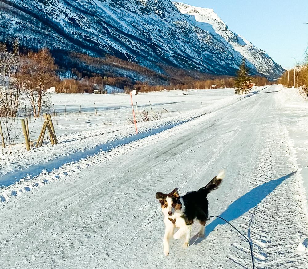 Border Collie en invierno
