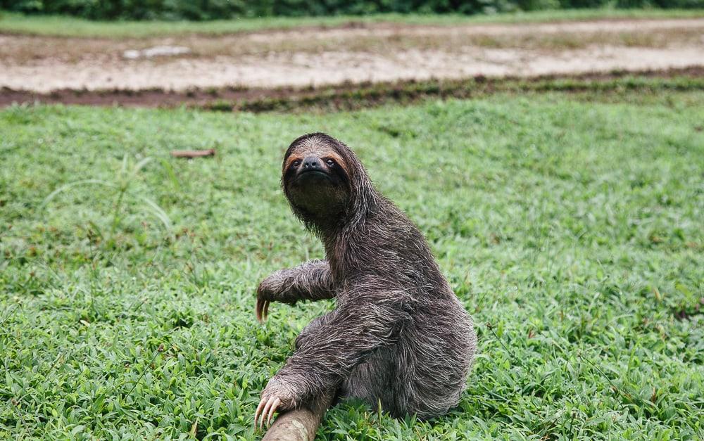 Sloth Bastimentos Isla de Bocas del Toro Panamá