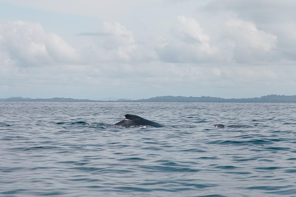 Ballenas Golfo de Chiriquí Panamá