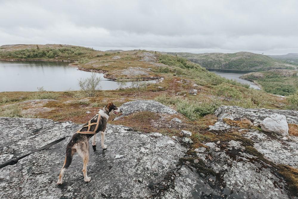Caminata de perros esquimales en Kirkenes Snow Hotel en verano