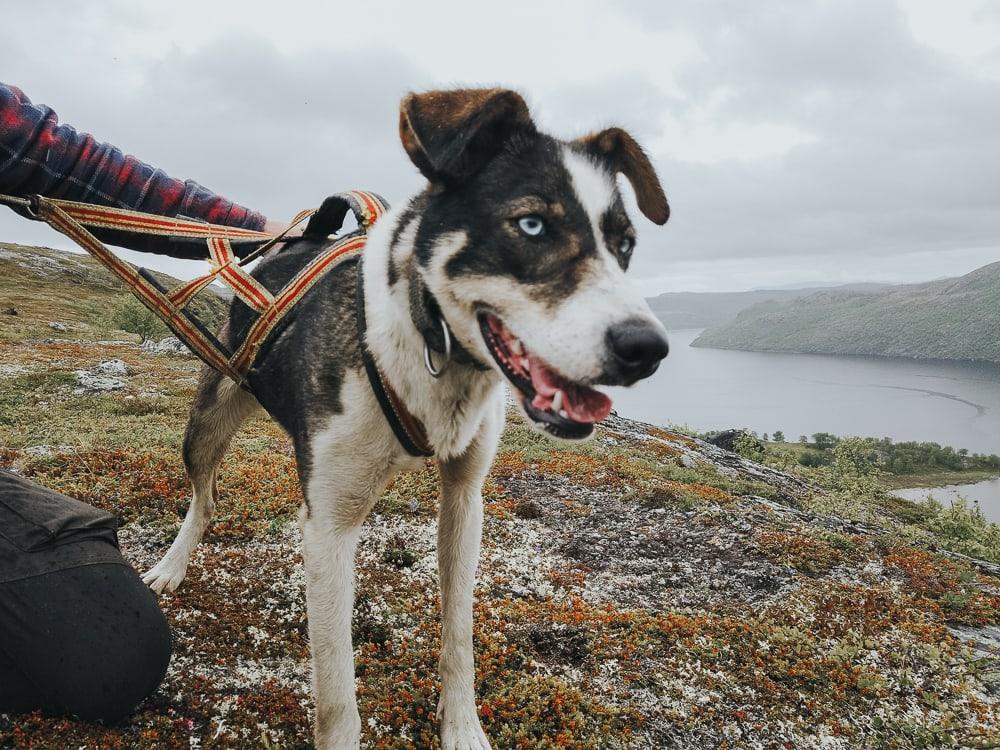 Caminata de perros esquimales en Kirkenes Snow Hotel