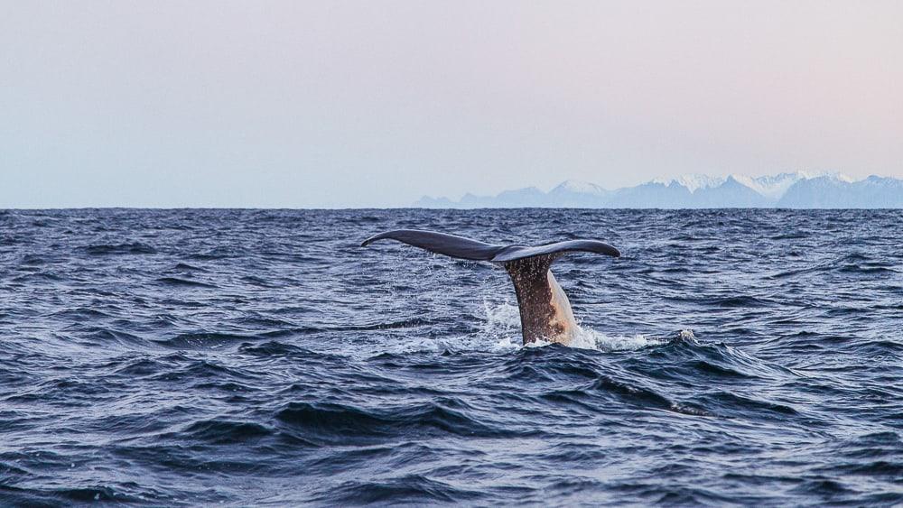 Sea Safari Andenes Avistamiento de ballenas Noruega Noche polar