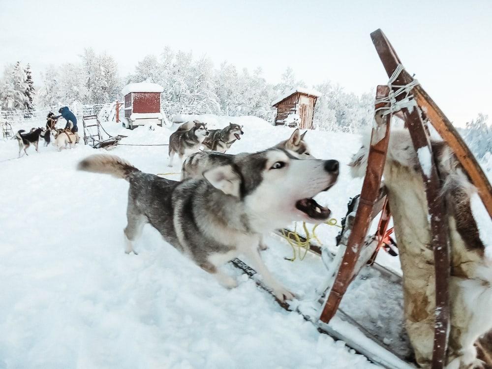 Trineo de perros esquimales en Senja, Noruega en diciembre