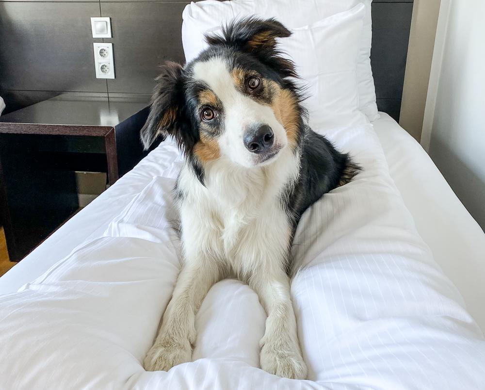 Perro de hotel escandinavo