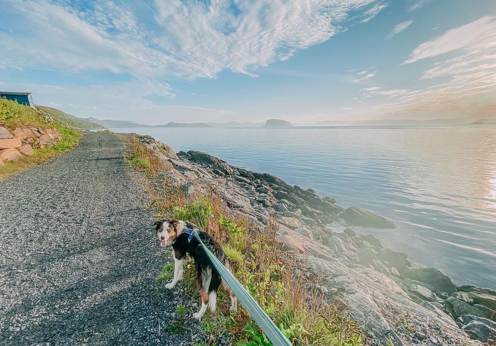 Scandic Hotel Hammerfest con mascotas