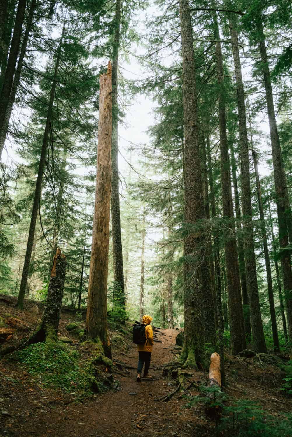 Berty Mandagie camina por el sendero Ramona Falls en Oregon