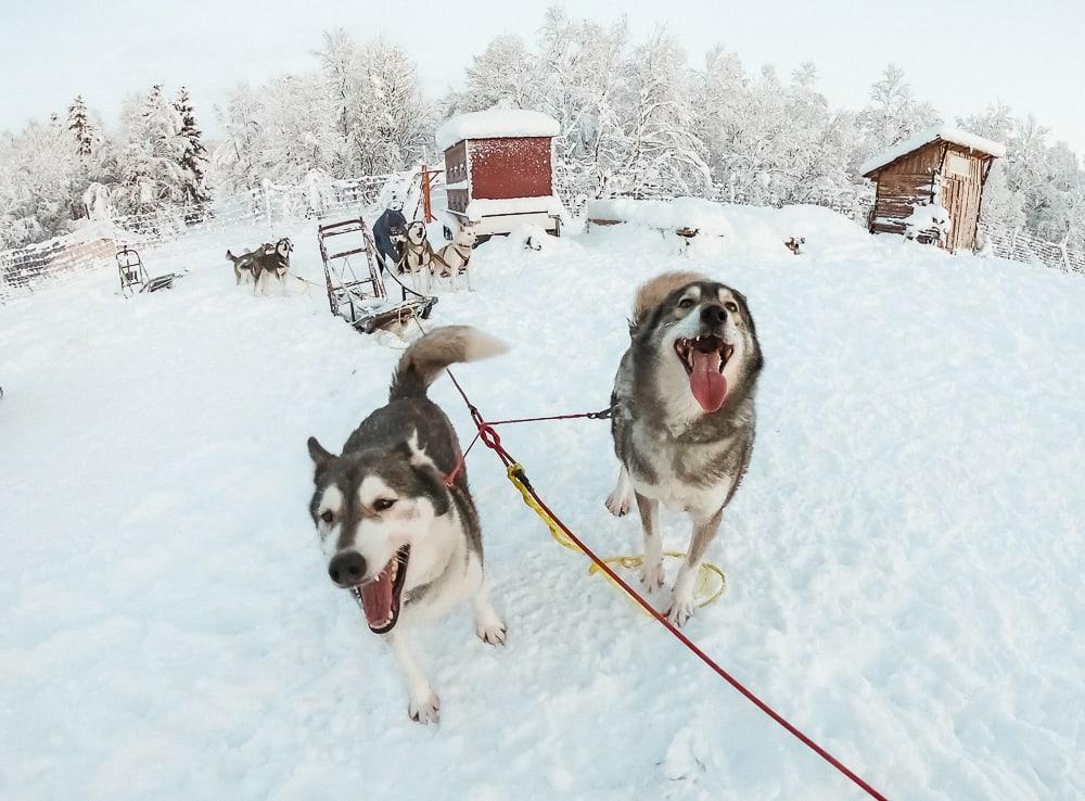 Senja Husky Adventure en el norte de Noruega