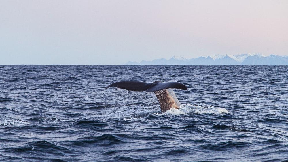 Sea Safari Andenes Avistamiento de ballenas Noruega Noche polar