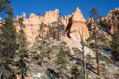 Hoodoos y árboles de hoja perenne.
