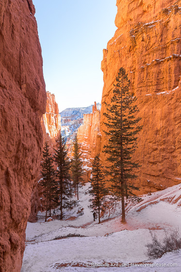 Las paredes de roca enmarcan el Navajo Loop Trail.