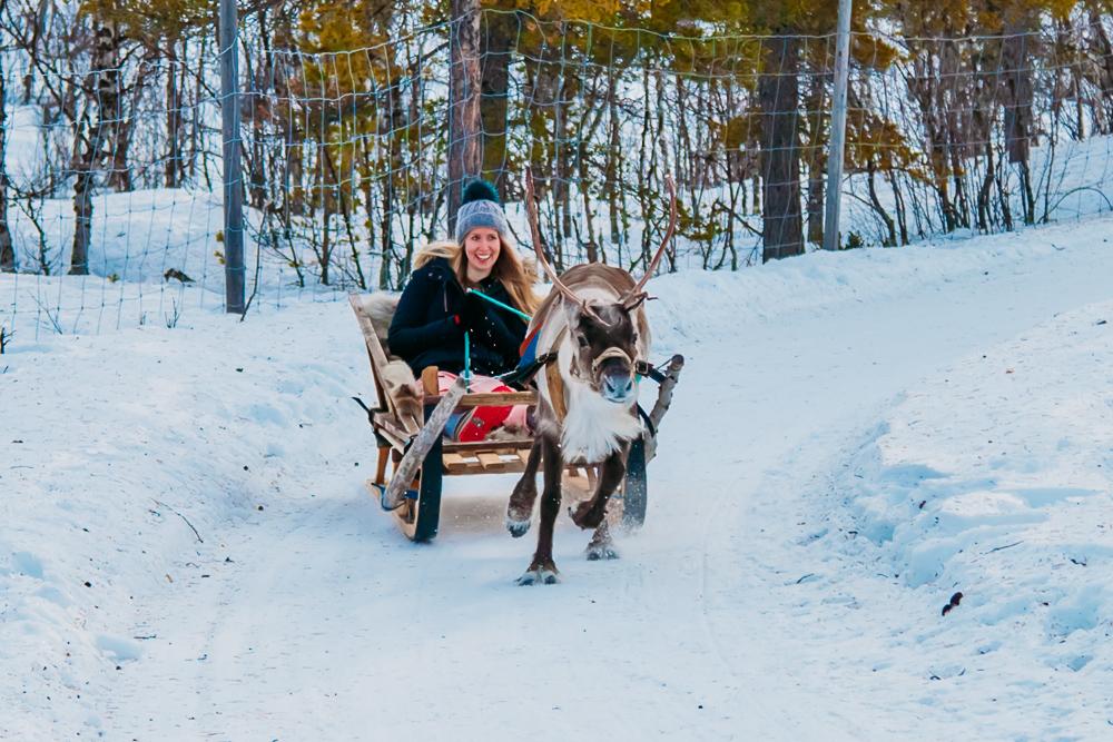 Montar en un trineo tirado por renos Abisko Kiruna Laponia sueca Suecia
