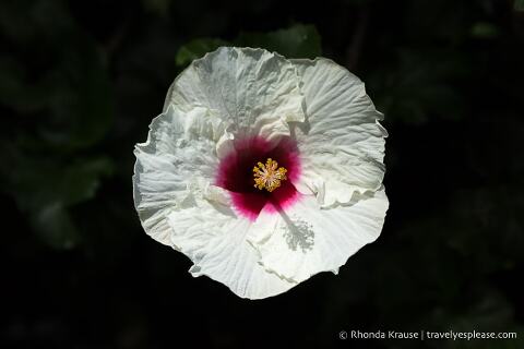 Flor blanca con centro rosa.