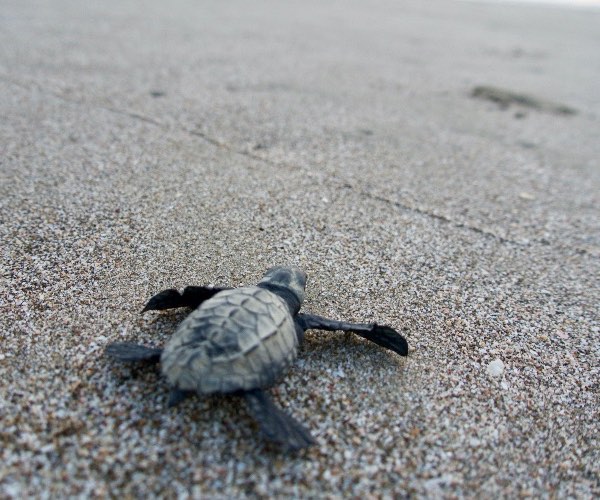 Tortuga golfina