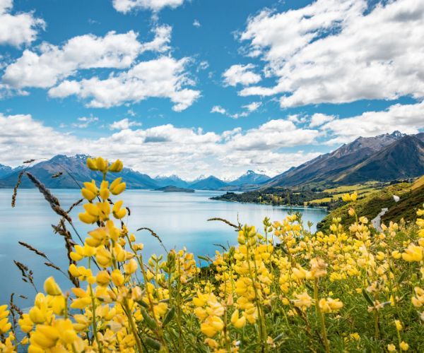 Flores amarillas con un lago y una montaña al fondo.