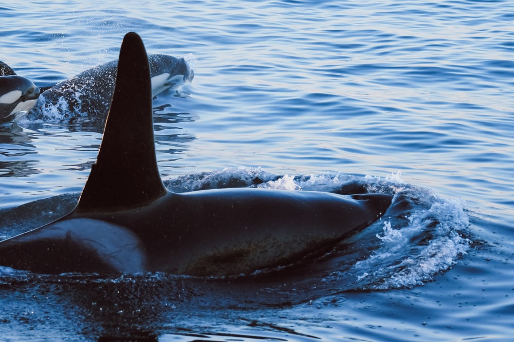 Avistamiento de ballenas en el norte de Noruega