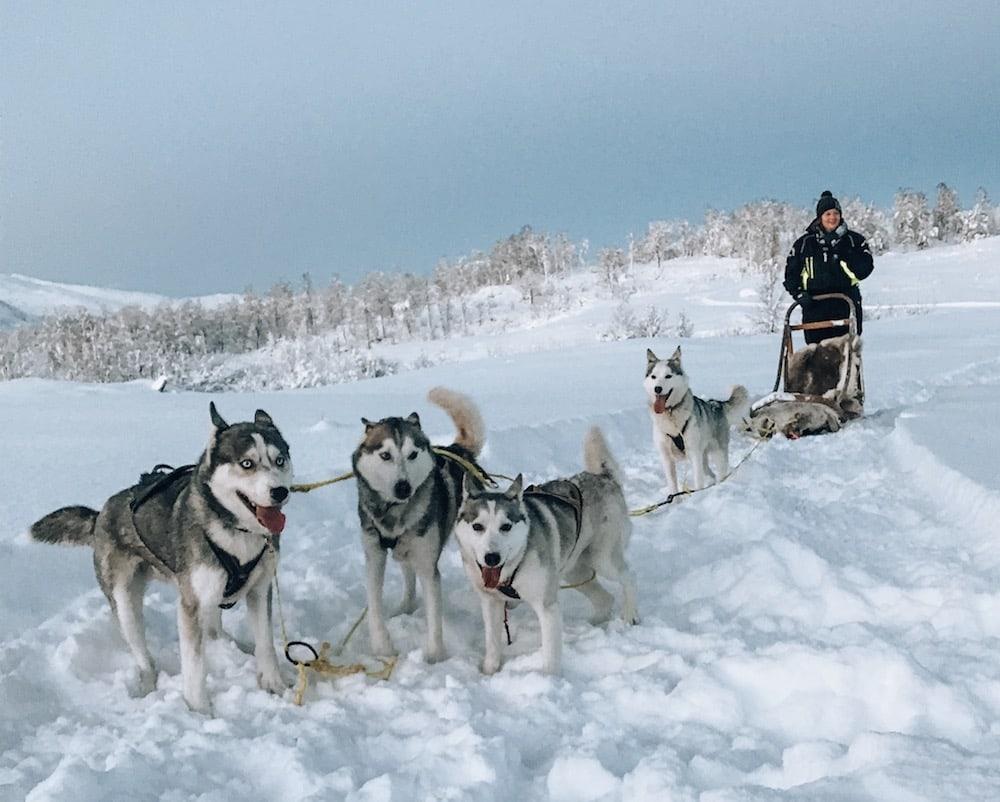 trineo de perros husky en senja, norte de noruega aventura de senja husky