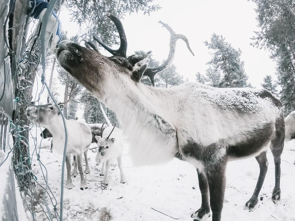 cabaña de renos renos nutti sami siida kiruna suecia