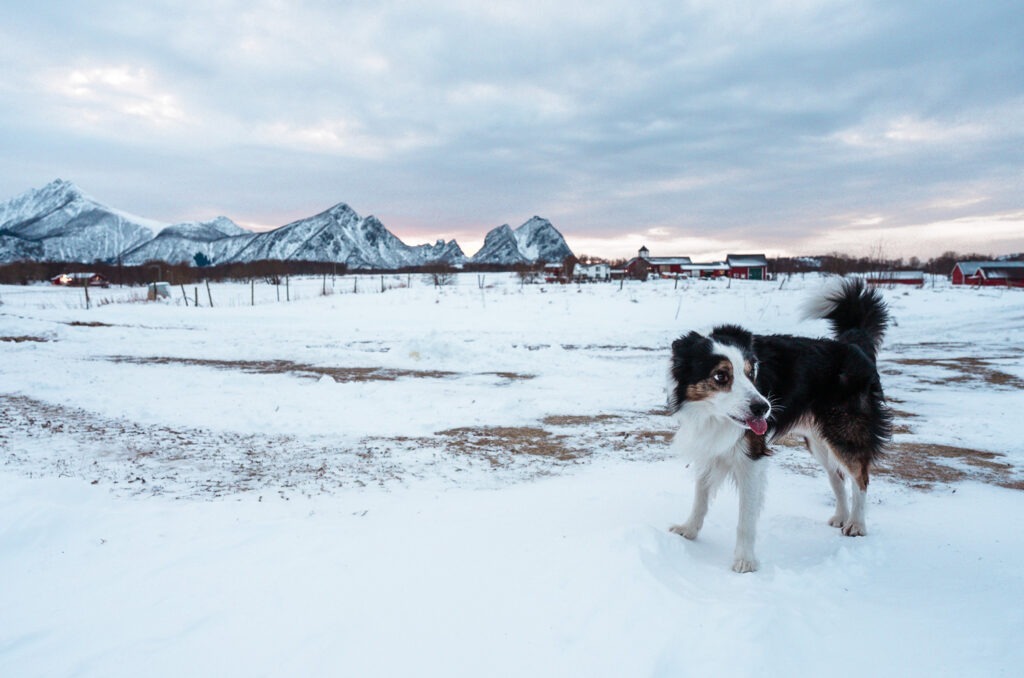 Perro en Rising, Noruega